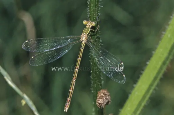 Fokus-Natur Bild