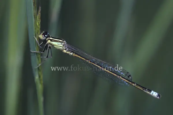 Fokus-Natur Bild