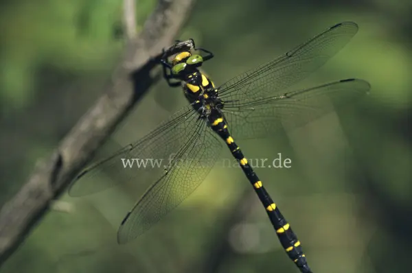 Fokus-Natur Bild