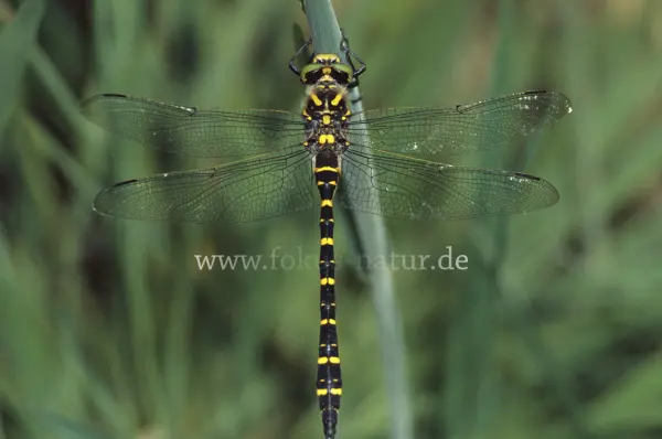 Fokus-Natur Bild