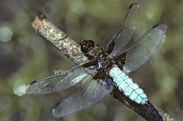 Fokus-Natur Bild