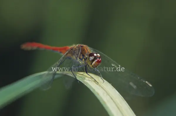 Fokus-Natur Bild