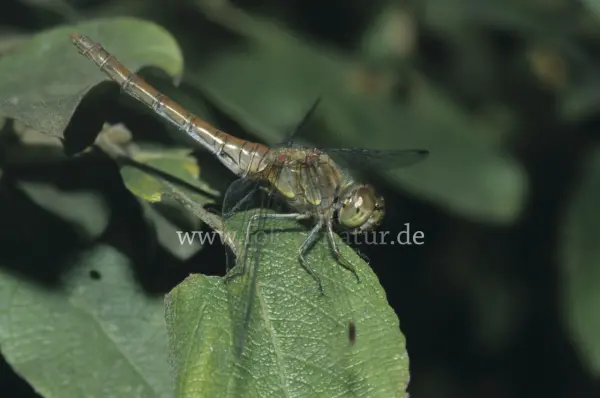 Fokus-Natur Bild