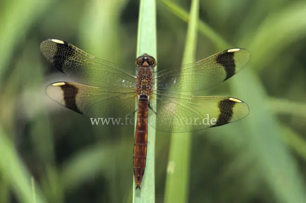 Fokus-Natur Bild