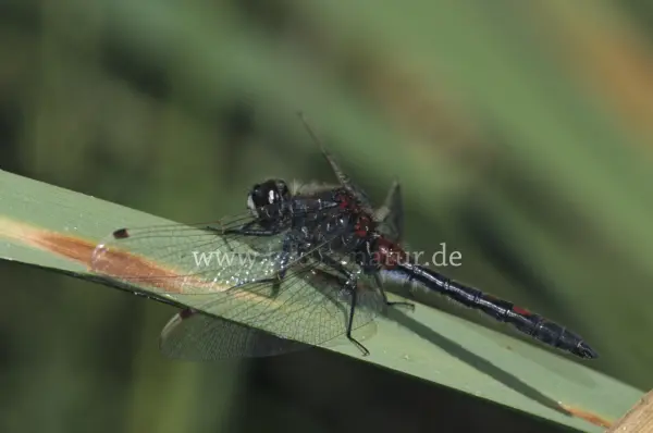 Fokus-Natur Bild