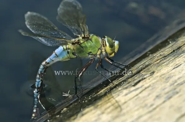 Fokus-Natur Bild