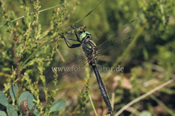 Fokus-Natur Bild