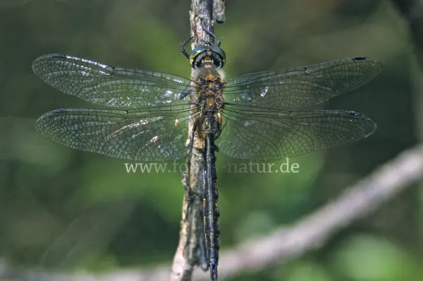 Fokus-Natur Bild