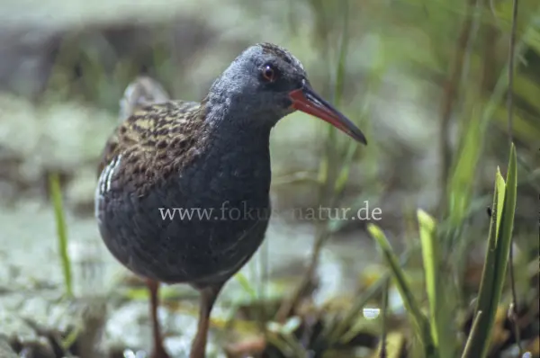 Fokus-Natur Bild