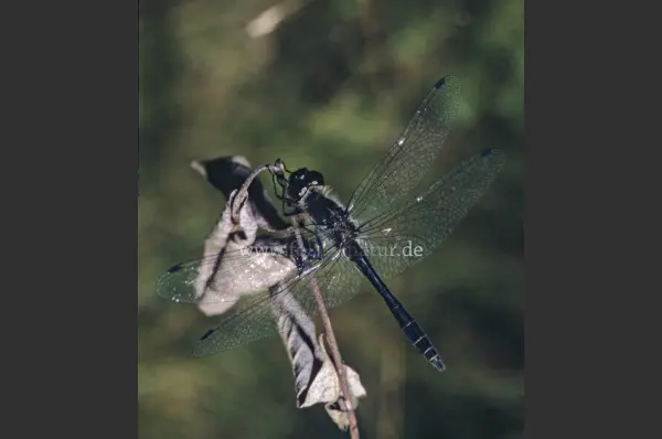 Fokus-Natur Bild