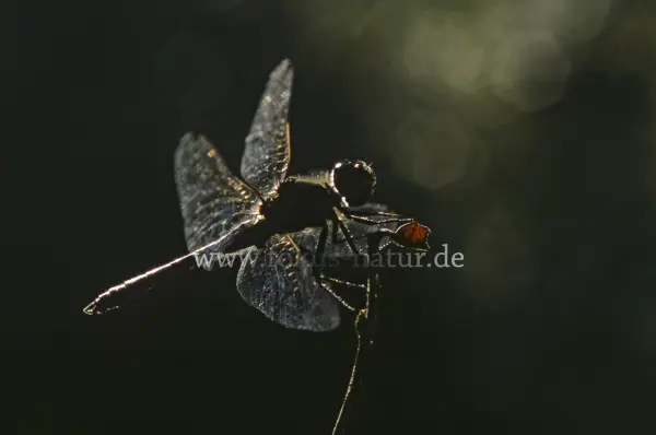 Fokus-Natur Bild