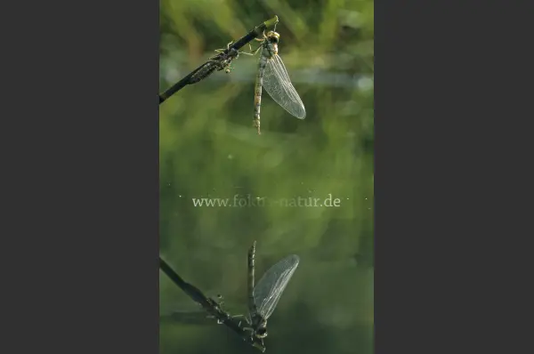Fokus-Natur Bild