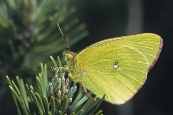 Fokus-Natur Bild
