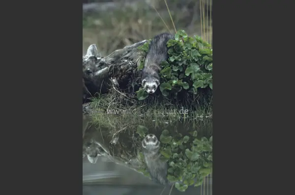 Fokus-Natur Bild