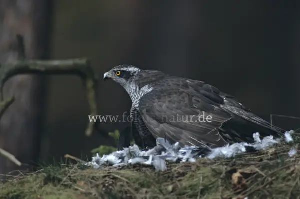 Fokus-Natur Bild