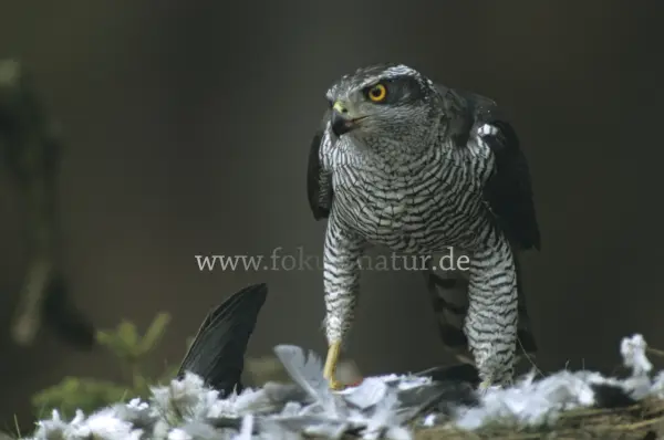 Fokus-Natur Bild