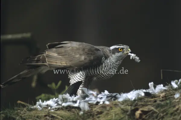 Fokus-Natur Bild