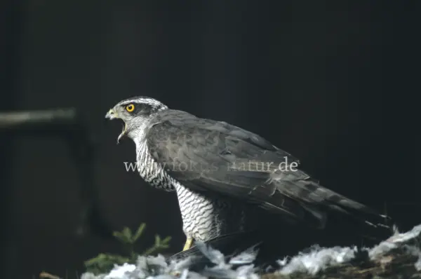 Fokus-Natur Bild
