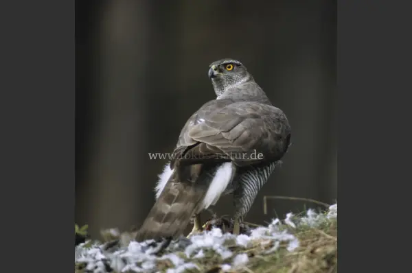 Fokus-Natur Bild