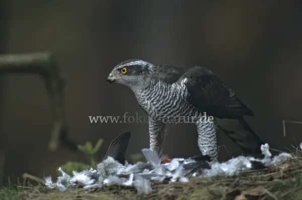 Fokus-Natur Bild