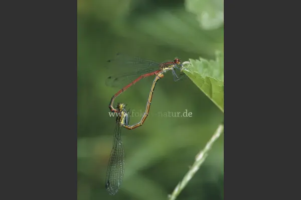 Fokus-Natur Bild