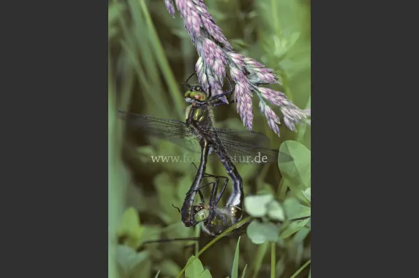 Fokus-Natur Bild