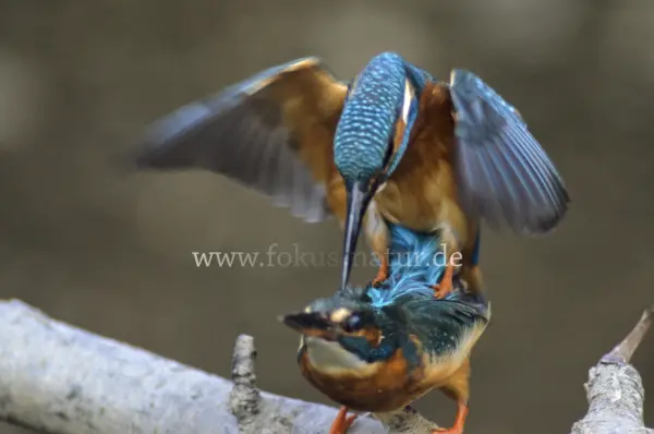 Fokus-Natur Bild