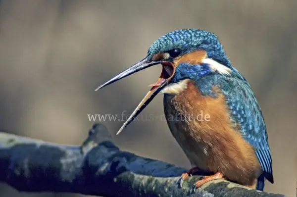 Fokus-Natur Bild