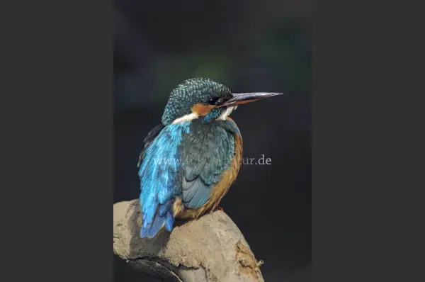 Fokus-Natur Bild
