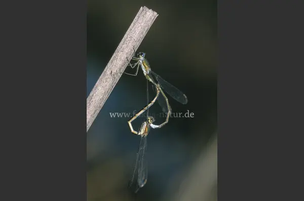 Fokus-Natur Bild
