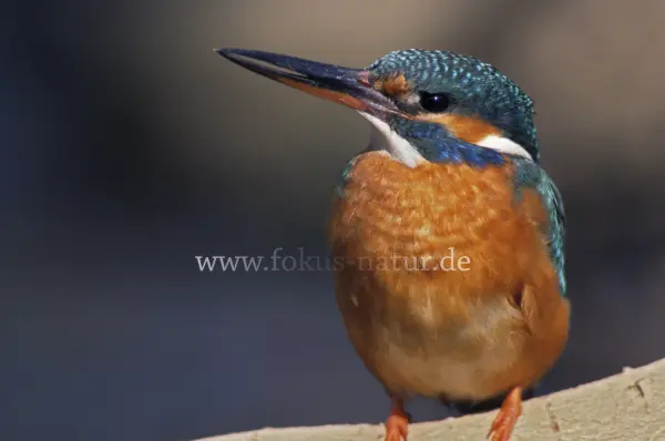 Fokus-Natur Bild