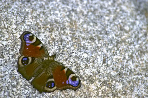 Fokus-Natur Bild
