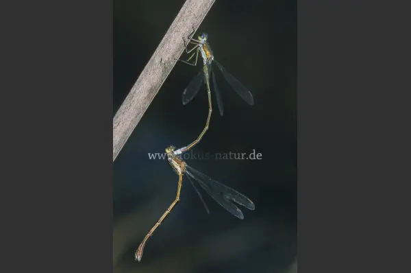 Fokus-Natur Bild