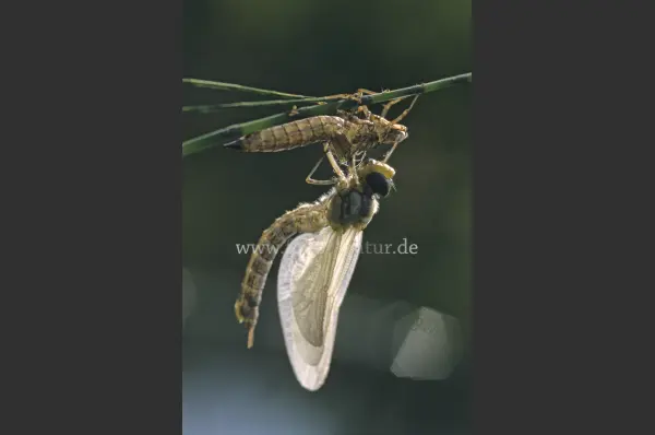 Fokus-Natur Bild