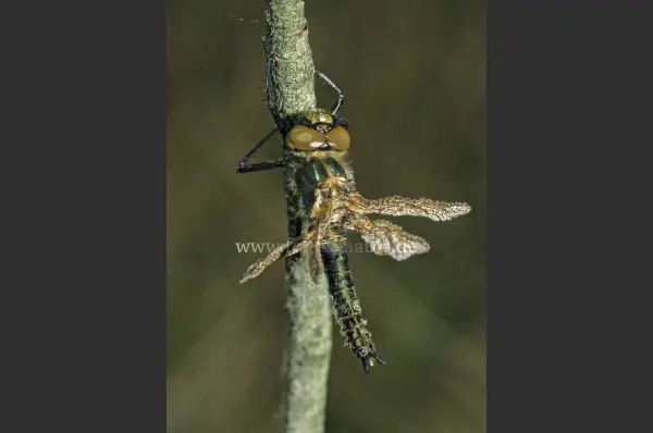 Fokus-Natur Bild