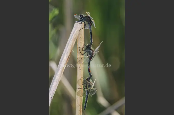 Fokus-Natur Bild