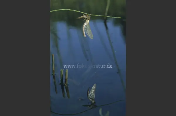Fokus-Natur Bild