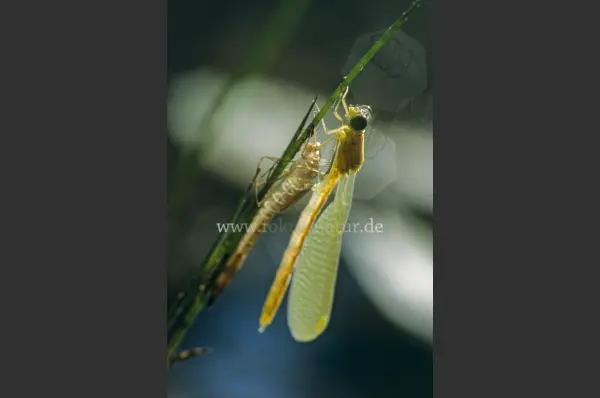 Fokus-Natur Bild
