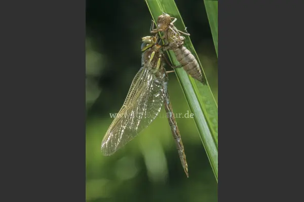 Fokus-Natur Bild