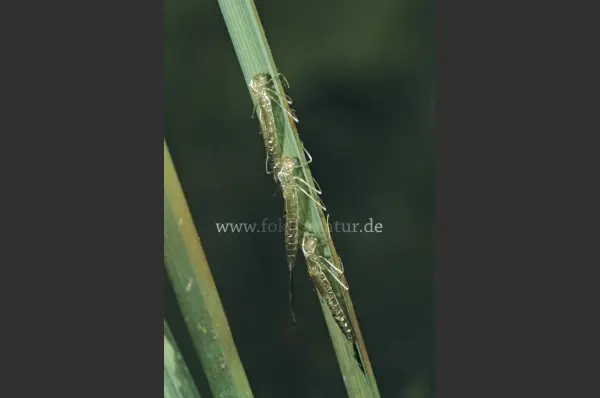 Fokus-Natur Bild