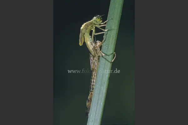 Fokus-Natur Bild