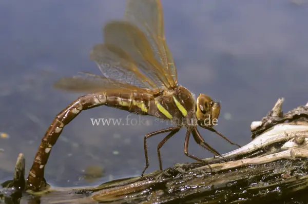 Fokus-Natur Bild