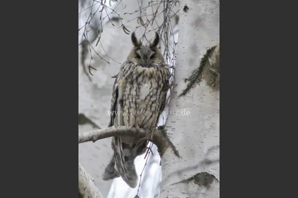 Fokus-Natur Bild