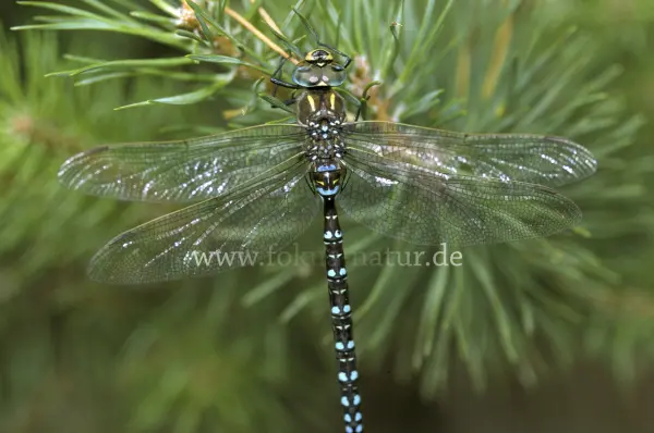 Fokus-Natur Bild