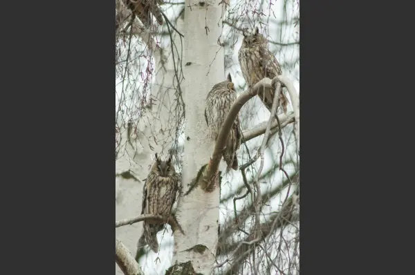 Fokus-Natur Bild