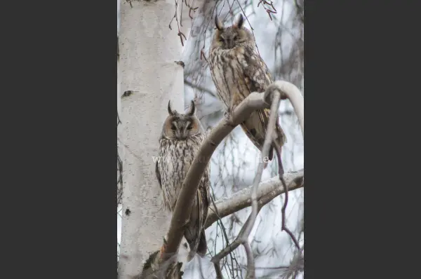 Fokus-Natur Bild