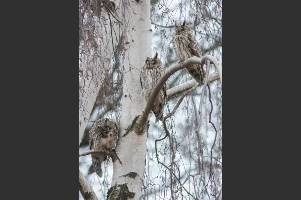 Fokus-Natur Bild