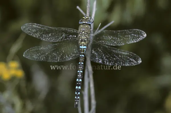 Fokus-Natur Bild