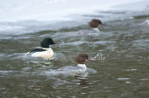 Fokus-Natur Bild