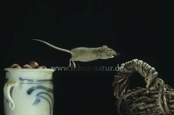 Fokus-Natur Bild